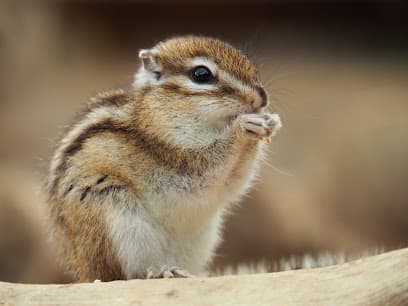 リスの森飛騨山野草自然庭園